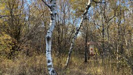 A photo of trees in the Saskatoon Afforestation area.