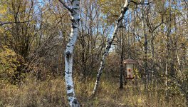 A photo of trees in the  Saskatoon Afforestation area.