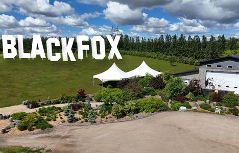 Photo of Black Fox on a hillside with a building.