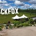Photo of Black Fox on a hillside with a building.