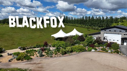 Photo of Black Fox on a hillside with a building.