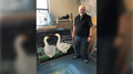 David Thauberger stands beside a painting of two geese.