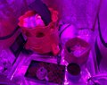 Growing_Supplies_3