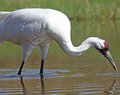 Luseland wild about Whooping Cranes
