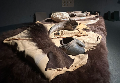 Photo of Buffalo hide, hoof and horns on display.
