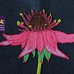 Vanessa Hyggen, Marsh cinquefoil, miyuki beads on pellon, 8" x 8" 2022