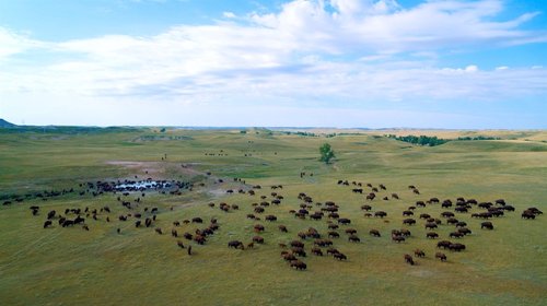 Aerial view of a large herd of bison grazing on a vast, grassy plain under a partly cloudy sky.